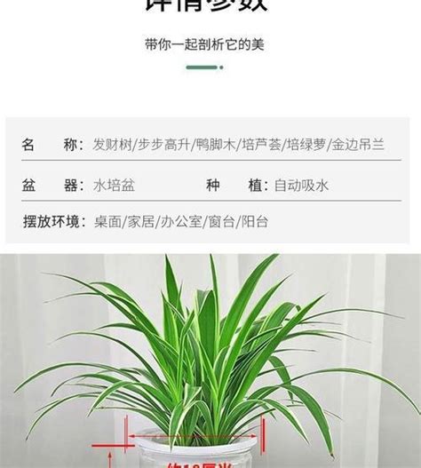 步步高升植物|象征步步高升的植物（生命之舞）